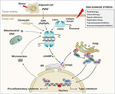 DNA Damage and Activation of cGAS/STING Pathway Induce Tumor Microenvironment Remodeling